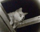 Picture for song 'Tassle and Smudgie' by artist 'm g jacobs'