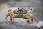 Picture for song 'That in your hand' by artist 'Mr Grant'