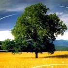 Picture for song 'Summer Breeze' by artist 'Mr Marx Productions'