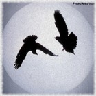 Picture for song 'What Am I Supposed To Do' by artist 'PhonAntiPhon'