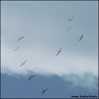 Picture for song 'Yearning' by artist 'Rinaldo'