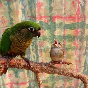 Picture for song 'Everybody Needs A Little' by artist 'Ron Lehner'