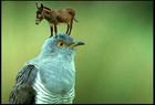 Picture for song 'kuckuckesel' by artist 'step den wilhelm'