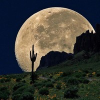 Picture for song 'Cactus Moon' by artist 'Swampman And The Machine'