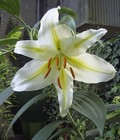 Picture for song 'W cieniu bialej lilii-IntheShadow ofthe white Lily' by artist 'Vitiyu'