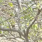 Picture for song 'All My Lovin' by artist 'Rod Danz'