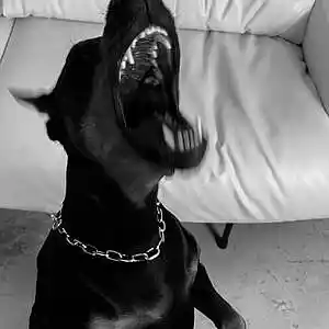 Picture for song 'Big Gee - BigWalkDog x Moneybagg Yo Type Beat' by artist 'SOES'