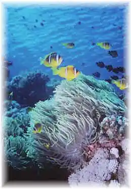 Picture for song 'The Deep Blue' by artist 'Swampman And The Machine'