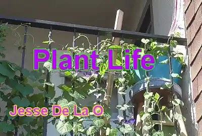 Song picture of 'Plant Life'