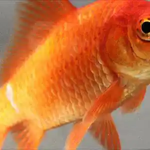 Picture for song 'Fish - Zippie Flipzz prod King Leeboy' by artist 'Zippie Flipzz'