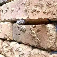 Picture for song 'EXP1 2ND EDIT B' by artist 'AC What'