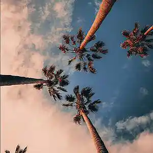 Song picture