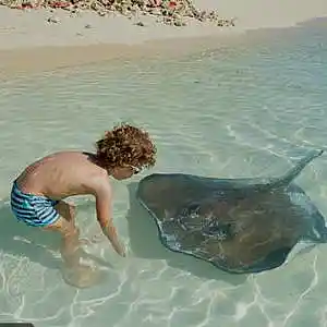 Picture for song 'Stingray Shuffle' by artist 'MGlennM'