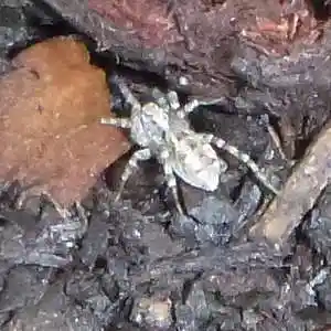 Picture for song 'sound effect 041120' by artist 'tichphillips'