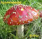 Picture for song 'Grow' by artist 'Lynnewood'