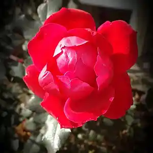 Picture for song 'Carpathian Sarna' by artist 'Queen Nefer Aset Titi Cleo She Bah and ?'