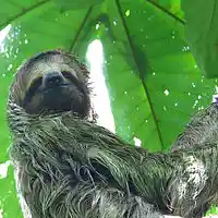 Picture for song 'Anger' by artist 'Sloth TX'