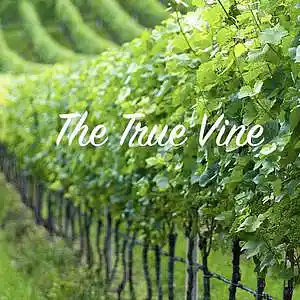 Picture for song 'True Vine' by artist 'Sounds by Ramolly'