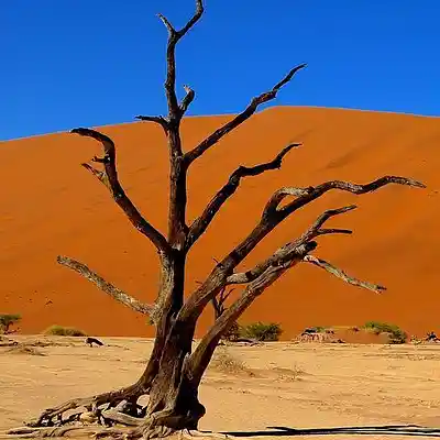 Picture for song '[free] acacia / 9th wonder / boombap type [88 bpm]' by artist 'Sovtus'