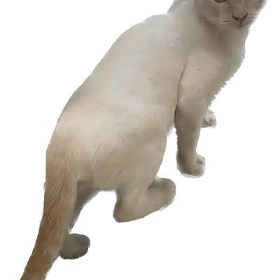 Picture for song 'Night Cat' by artist 'Cevin Clay'