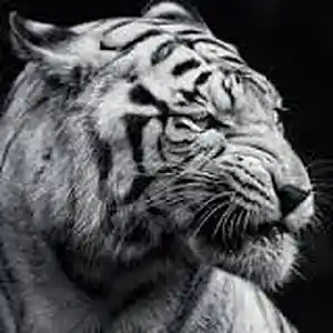 Picture for song 'the cue ball tearing slurped' by artist 'Erylax'