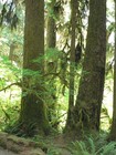 Picture for song 'The Healing Trees Revisited' by artist 'Carlo D'Anna'