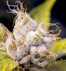 Picture for song 'smokin kush!!! hYPE cLUB sh** nEW BEAT!!!' by artist 'CrunkStarzBeatz.Com'