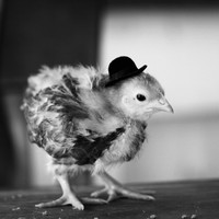 Picture for song 'DJ Luck - Made You Look' by artist 'DJ Luck94'