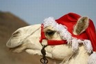Picture for song 'Christmas Camel' by artist 'Juzt Dope Music'