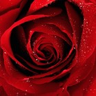 Picture for song 'Red Roses (Lucky Beatz X Lil Dread)' by artist 'LuckyMadeDaBeat'