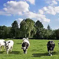 Picture for song 'piano cow' by artist 'Michal Jonca'