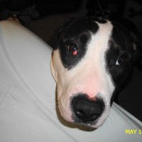 Picture for song 'Sugaree' by artist 'Nightbreaker'