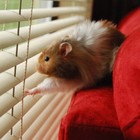 Picture for song 'Leaving The City' by artist 'Rainie Thao Vy'