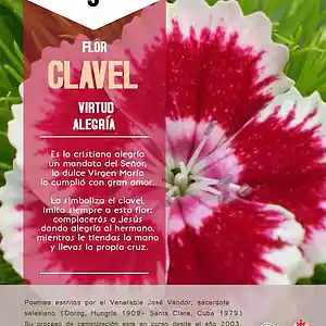 Picture for song 'Dia 9-Flor Clavel' by artist 'Producciones Vandor'