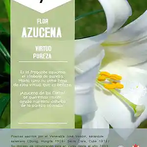 Picture for song 'Dia 7-Flor Azucena' by artist 'Producciones Vandor'