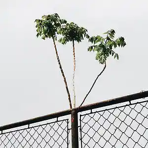 Picture for song 'VOSS (BUY 1 GET 1 FREE)' by artist 'Scott Supreme'