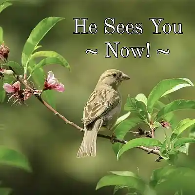 Picture for song 'He Sees You - Now! ..(feat Harry Clarke UK)' by artist 'Gloria May Byron'