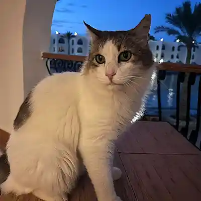 Cover picture of song topping the music charts