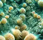 Picture for song 'sve radi mode' by artist 'SLADKA'