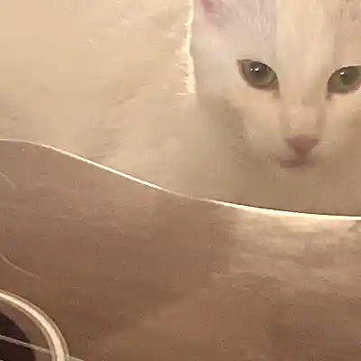Picture for song 'fusie cat' by artist 'Blues Ward'