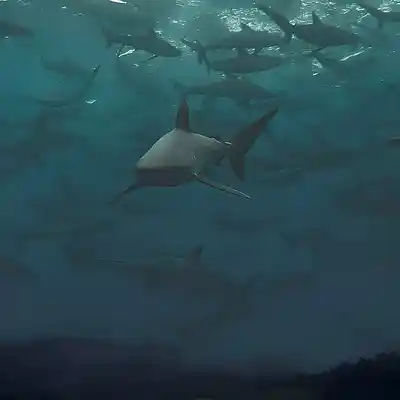 Picture for song 'Camping In The Sea - Demo 2' by artist 'Concept Of The Sickness'