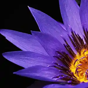 Picture for song 'Flowers' by artist 'Dr. Berry'