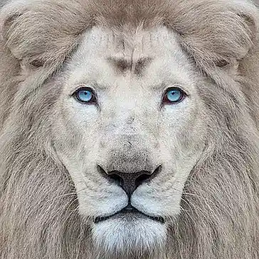 Picture for song 'High Lions' by artist 'Don Hendrix'