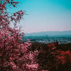 Picture for song 'Cherry Blossom' by artist 'Steve Sanchez'