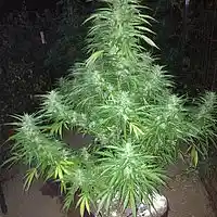 Picture for song 'rollin cookie' by artist 'Smok33'