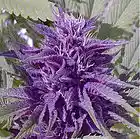 Picture for song 'Purple Stuff' by artist 'BlowinoutGhost'