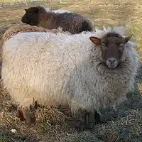 Picture for song 'La Laine des Moutons (duet with Marilyn Maltzer)' by artist 'Anne Price'
