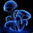 Picture for song 'shrooms' by artist 'Blue Lotus Beats'