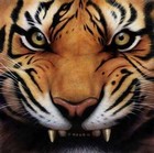 Picture for song 'the beast' by artist 'Blue Lotus Beats'
