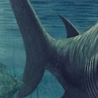 Picture for song 'sharkheart.mp3' by artist 'Melodic Euphoria'
